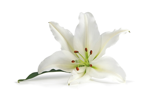 Lily image
